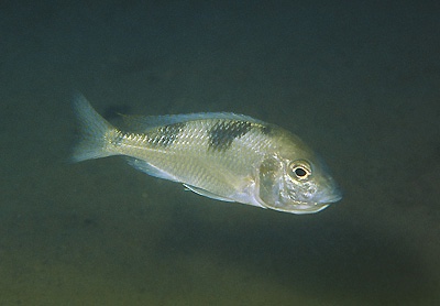 Trematocranus placodon 'Liuli'